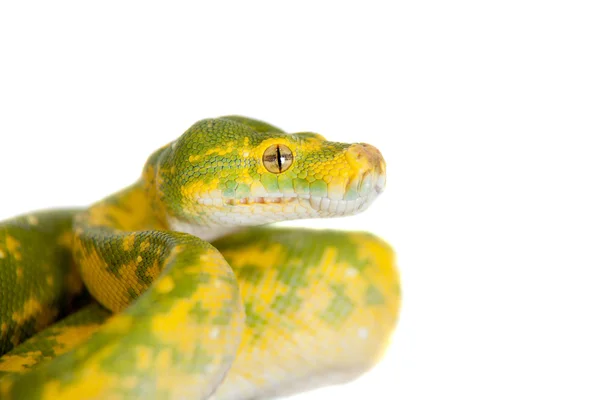 Python vert, chondros isolé sur blanc — Photo