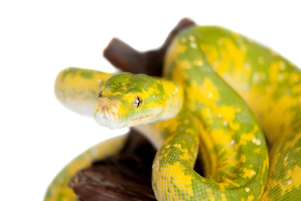 Pitón de árbol verde, condros aislados en blanco — Foto de Stock