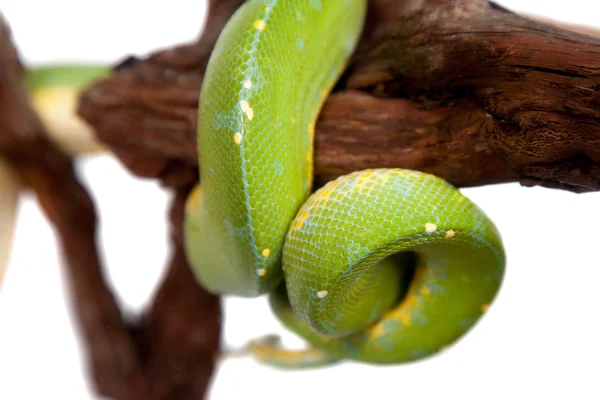 Python vert, chondros isolé sur blanc — Photo