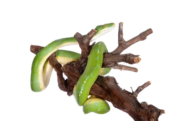 Green tree python, chondros isolated on  white — Stock Photo, Image