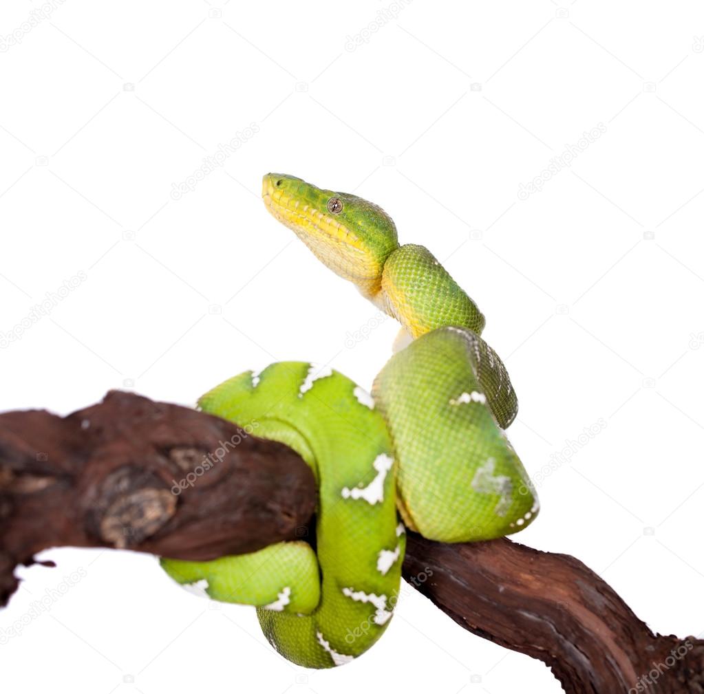 Emerald tree boa isolated on white background