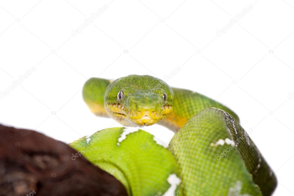 Emerald tree boa isolated on white background