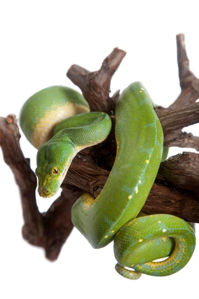 Pitón de árbol verde, condros aislados en blanco —  Fotos de Stock