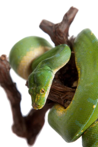 Python vert, chondros isolé sur blanc — Photo