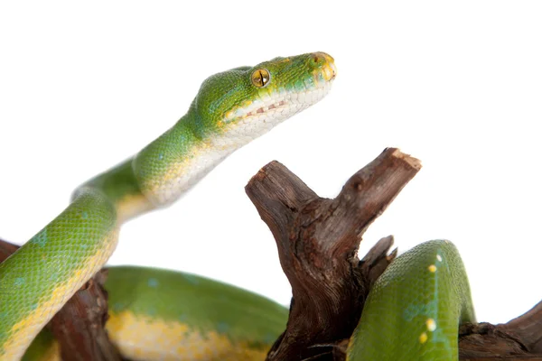 Python vert, chondros isolé sur blanc — Photo