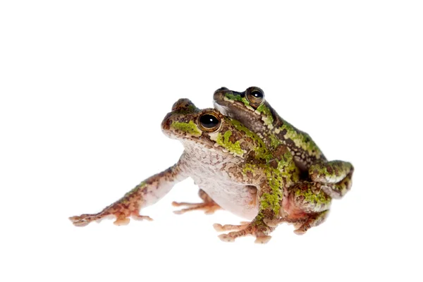 Polypedates duboisi, rana albero volante su bianco — Foto Stock