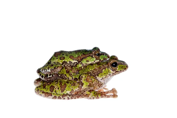 Polypedates duboisi, flying tree frog on white — Stock Photo, Image