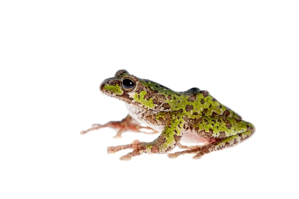 Polypedates duboisi, rana albero volante su bianco — Foto Stock