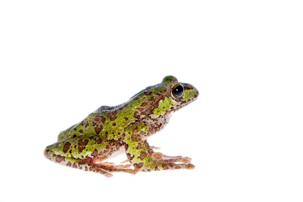 Polypedates duboisi, flying tree frog on white — Stock Photo, Image