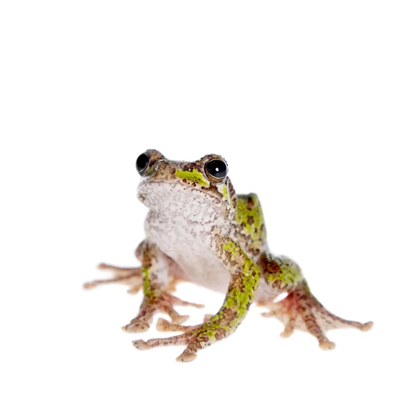 Polypedates duboisi, grenouille volante sur blanc — Photo