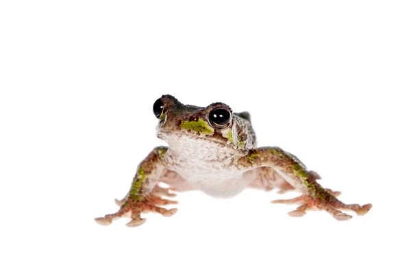 Polypedates duboisi, vliegen boomkikker op wit — Stockfoto