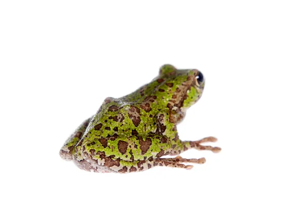 Polypedates duboisi, grenouille volante sur blanc — Photo