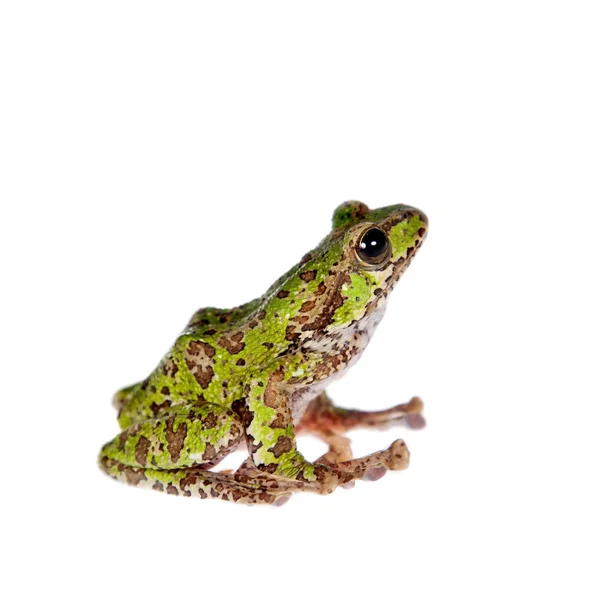 Polypedates duboisi, grenouille volante sur blanc — Photo