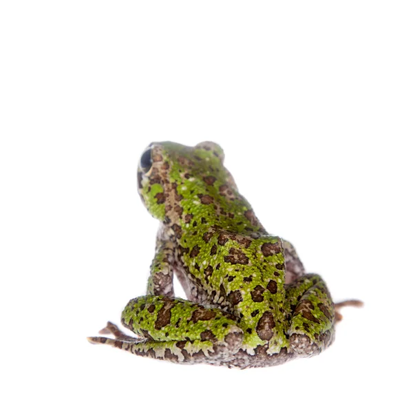 Polypedates duboisi, flying tree frog on white — Stock Photo, Image