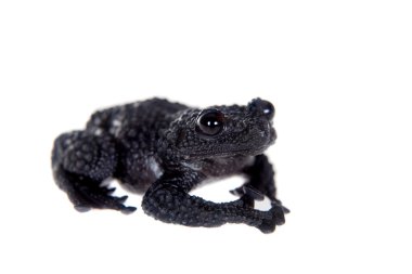 Theloderma ryabovi, beyaz bir kurbağa nadir spieces