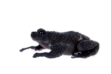 Theloderma ryabovi, beyaz bir kurbağa nadir spieces