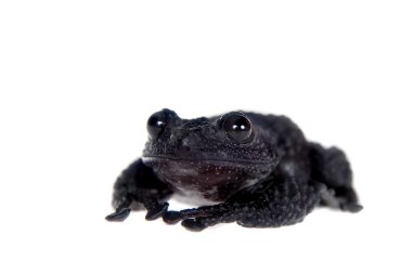 Theloderma ryabovi, beyaz bir kurbağa nadir spieces