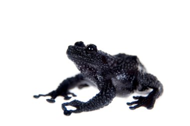 Theloderma ryabovi, beyaz bir kurbağa nadir spieces