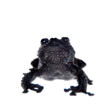 Theloderma ryabovi, beyaz bir kurbağa nadir spieces