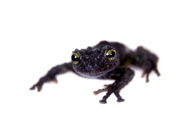 Kurbağa üzerinde beyaz Theloderma bicolor, nadir spieces