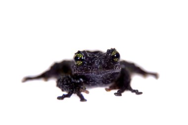 Kurbağa üzerinde beyaz Theloderma bicolor, nadir spieces