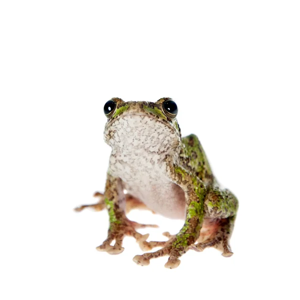 Polypedates duboisi, grenouille volante sur blanc — Photo