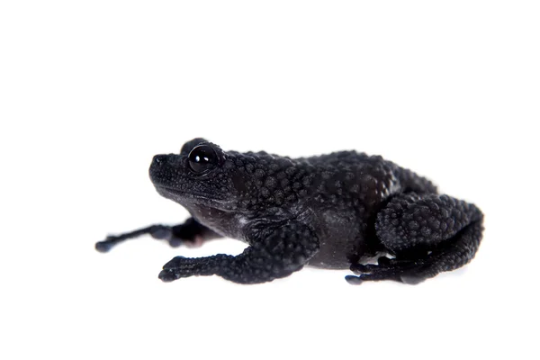 Theloderma ryabovi, pedaços raros de rã no branco — Fotografia de Stock