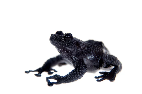 Theloderma ryabovi, épis rares de grenouille sur blanc — Photo