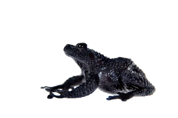 Theloderma ryabovi, rare spieces of frog on white — Stock Photo, Image