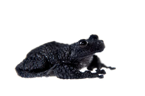 Theloderma ryabovi, rare spieces of frog on white — Stock Photo, Image