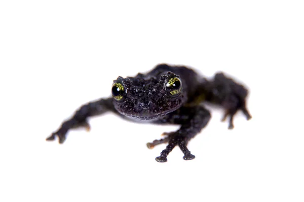 Kurbağa üzerinde beyaz Theloderma bicolor, nadir spieces — Stok fotoğraf