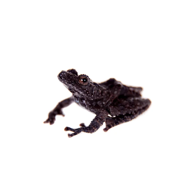 Theloderma horridum, rzadko spieces żaba na biały — Zdjęcie stockowe