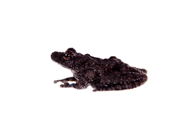 Theloderma horridum, pedaços raros de rã no branco — Fotografia de Stock