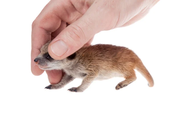 Meerkat eller suricate cub, 2 veckor gammal, på vitt — Stockfoto