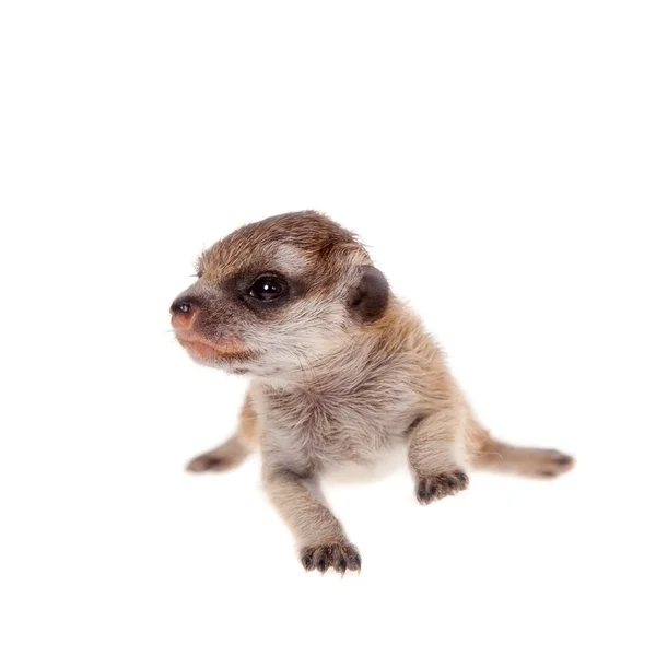 De meerkat of suricate welp, 2 weken oud, op wit — Stockfoto