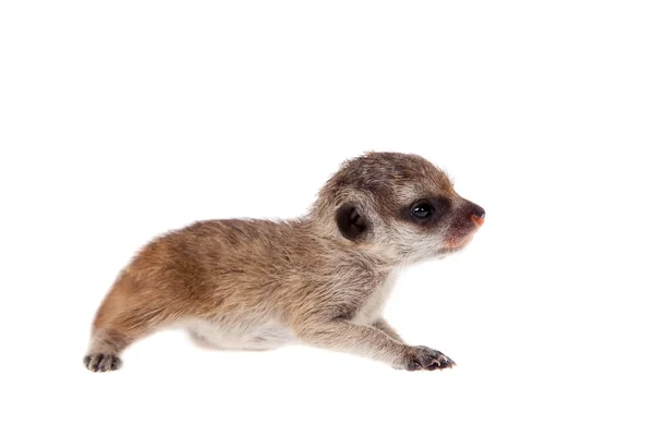 De meerkat of suricate welp, 2 weken oud, op wit — Stockfoto