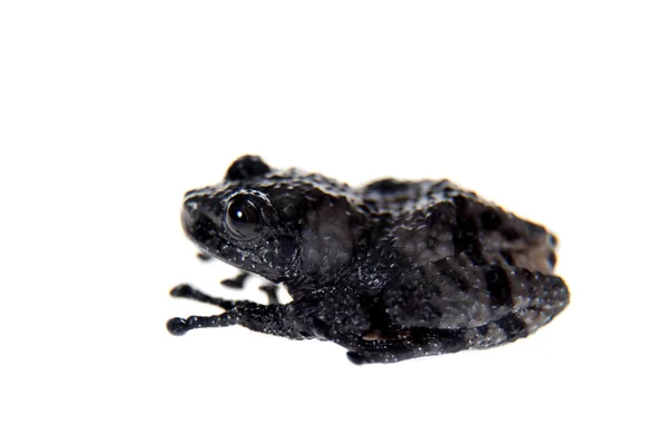 Theloderma ryabovi, rare spieces of frog on white Royalty Free Stock Photos