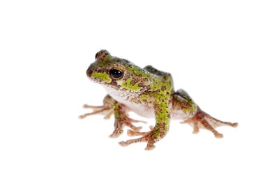 Ağaç kurbağası beyaz üzerinde uçan Polypedates duboisi