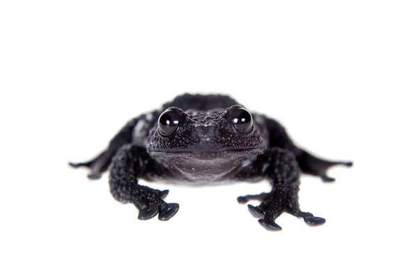 Theloderma ryabovi, pedaços raros de rã no branco — Fotografia de Stock