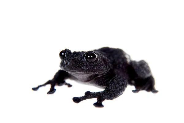 Theloderma ryabovi、カエルとホワイトの珍しい生き物 — ストック写真