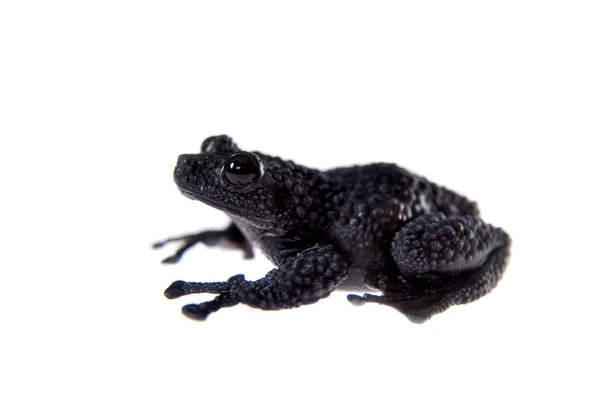 Theloderma ryabovi, rare spieces of frog on white — Stock Photo, Image