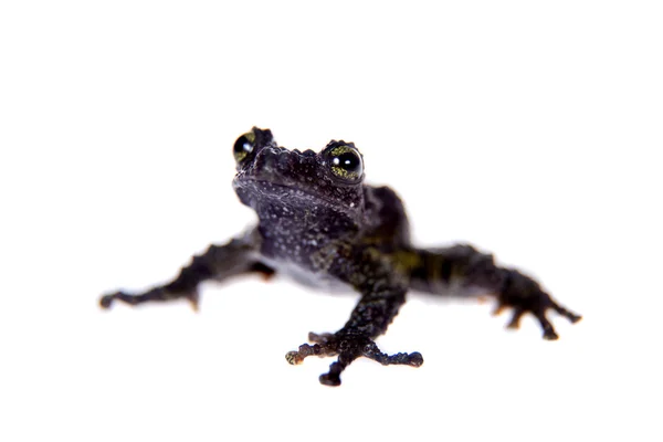 Theloderma bicolor, épis rares de grenouille sur blanc — Photo