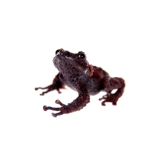 Theloderma gordoni，罕见渗透的白色衬底上的青蛙 — 图库照片