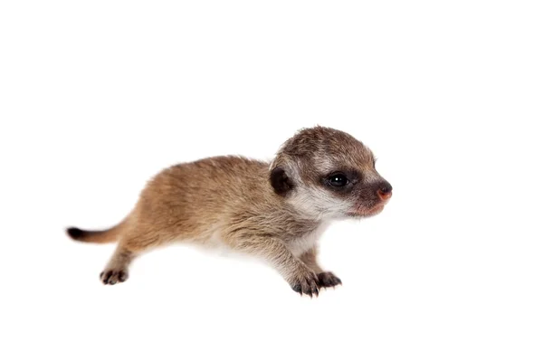 De meerkat of suricate welp, 2 weken oud, op wit — Stockfoto