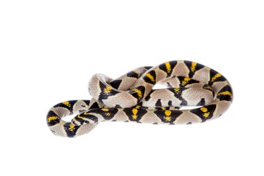 Mandalina fare yılan beyaz arka plan üzerinde izole.