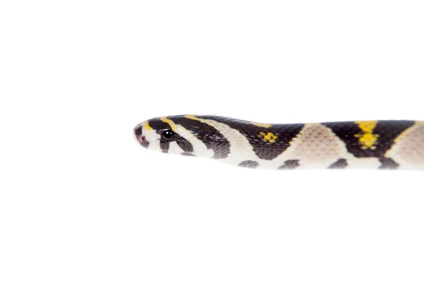 Mandarino ratto serpente isolato su sfondo bianco . — Foto Stock