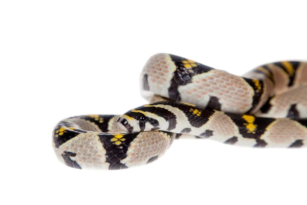 Mandarin Rat Snake isolerad på vit bakgrund. — Stockfoto