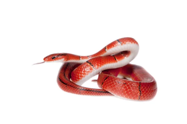 小红竹蛇上白色孤立 — 图库照片