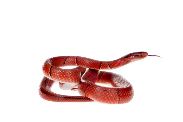 Piccolo serpente di bambù rosso isolato su bianco — Foto Stock