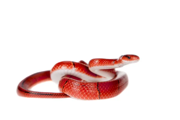작은 빨간 대나무 뱀 흰색 절연 — 스톡 사진